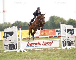 broodmare Clara 174 (Holsteiner, 2012, from Clearway)
