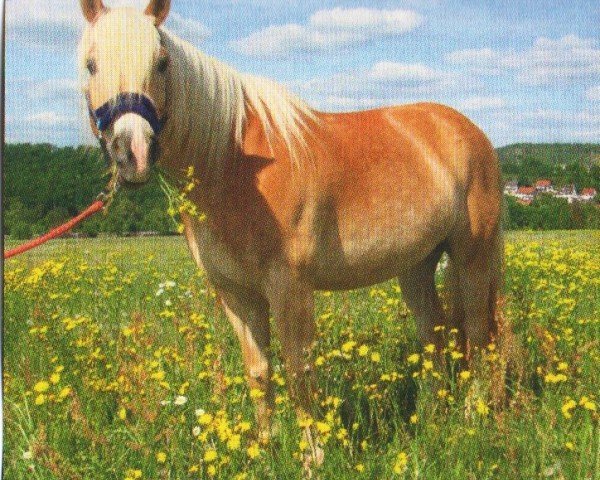 Pferd Neckar (Haflinger, 1999, von Nimrod)