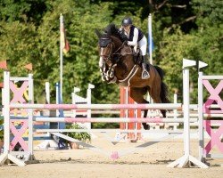jumper Horse Gym's Las Vegas (German Sport Horse, 2017, from Horse Gym’s Lianos)