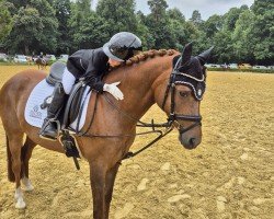 Dressurpferd Daisy de Luxe (Deutsches Reitpony, 2003, von Don Joshi)