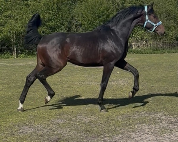 stallion Diazentus Deluxe F (Westphalian, 2022, from Diamond Deluxe)