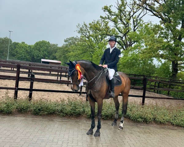 Springpferd Quiberra (Holsteiner, 2017, von Quibery 3)