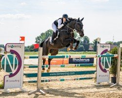 Springpferd Dijon 43 (Oldenburger Springpferd, 2016, von Diarado)