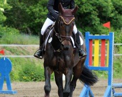 Springpferd Bella-Donna 10 (KWPN (Niederländisches Warmblut), 2006, von Odermus R)