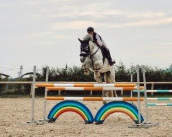 jumper Columbiana (German Sport Horse, 2016, from Cordess 2)