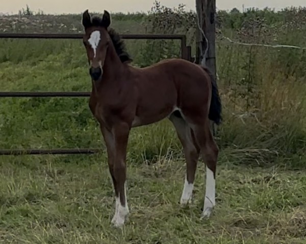 Foal by Hengst von Regilio / Diarado (Hanoverian, 2025, from Hbc Regilio)