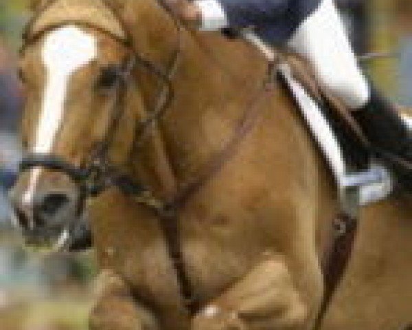 Pferd Feofar de Rhodes (Selle Français, 1993, von Stew Boy)