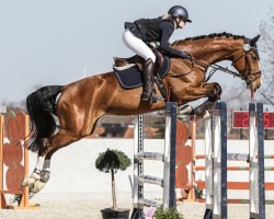 jumper April's Little Sunshine (German Sport Horse, 2018, from Quint)