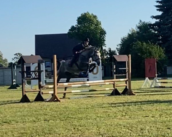 horse Casparillo (Great Poland (wielkopolska), 2020, from Kerson)