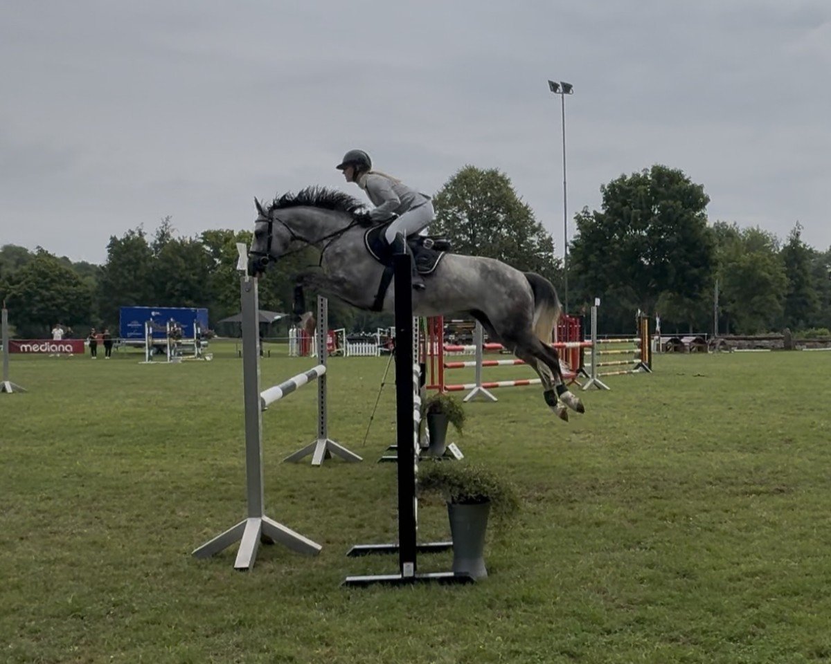 Springpferd Phillippo´s Bisous (Oldenburger Springpferd, 2020, von Barr Bassid-h)