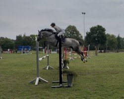 Caballo de salto Phillippo´s Bisous (Caballo de Salto Oldenburgués, 2020, de Barr Bassid-h)