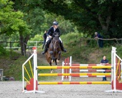 jumper Calahari E (Holsteiner, 2017, from Contados)