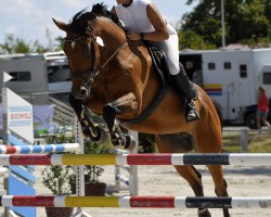 jumper Casus Belli Kl (German Sport Horse, 2009, from Cassandro 10)