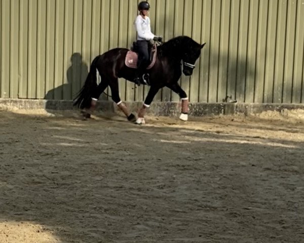 horse Manfred vom Deichberg (Friese, 2012, from Watte)