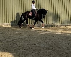 horse Manfred vom Deichberg (Friese, 2012, from Watte)