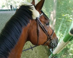 dressage horse Cèst Ciricou (Oldenburg show jumper, 2013, from Ciacomo)