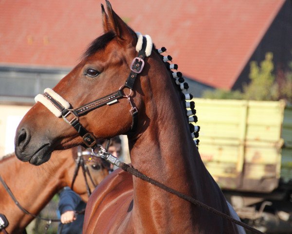 jumper Catweasle S (German Sport Horse, 2013, from Con Chello)