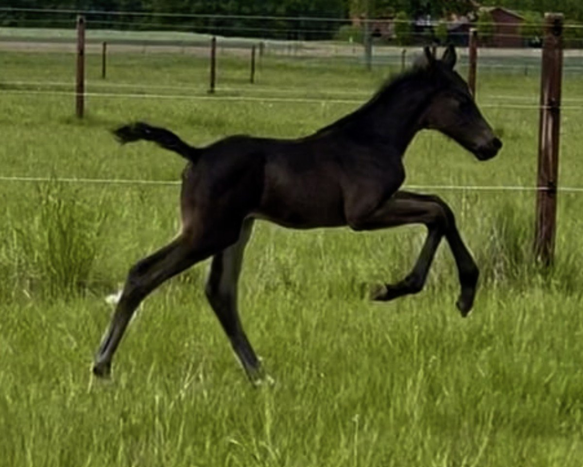 Føl efter Vision One (Holsteiner, 2025, fra Vatson Sitte)