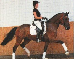dressage horse Cesario 18 (Hanoverian, 2007, from Count Grannus)