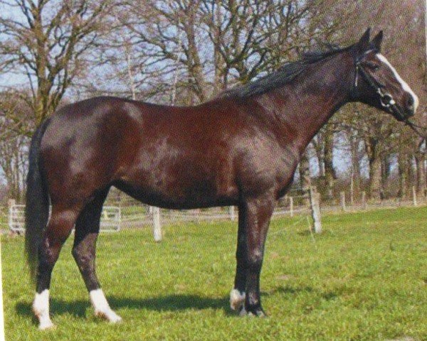 broodmare Aurelia (Westphalian, 2001, from Almox Prints J)