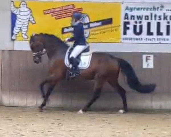 dressage horse Estelle P 4 (Hanoverian, 2019, from Escamillo)