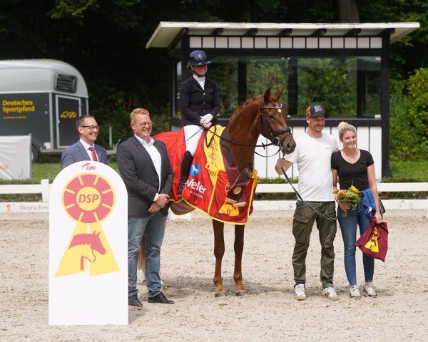 Pferd Ambers Solomon Vandy (Deutsches Sportpferd, 2022, von Si Senor M)