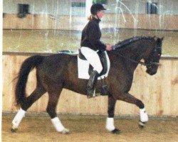 Cavallo da salto Sign of Hope (Westfale, 2006, di Shetan)
