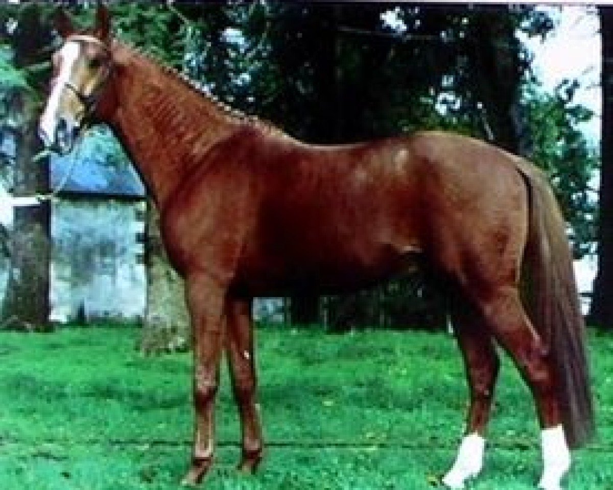 Deckhengst Quiniou (Selle Français, 1982, von Galoubet A)