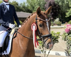 dressage horse Grenzhöhes Nouriello (German Riding Pony, 2018, from Fs Numero Uno)