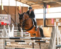 broodmare Quinta 152 (Westphalian, 2012, from Capilano)