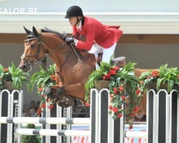Springpferd Azimut Z (Zangersheide Reitpferd, 2003, von Andiamo)