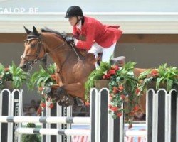 jumper Azimut Z (Zangersheide riding horse, 2003, from Andiamo)