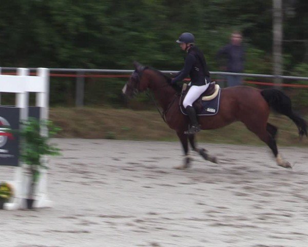 Reitturnier Bad Wildungen 2025