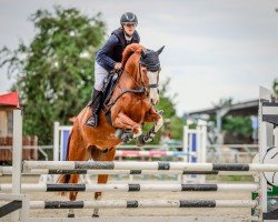 jumper Zoom's Golden Boy (Hanoverian, 2019, from Zoom)