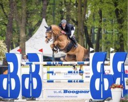 jumper Kensington W (KWPN (Royal Dutch Sporthorse), 2015, from Zirocco Blue)