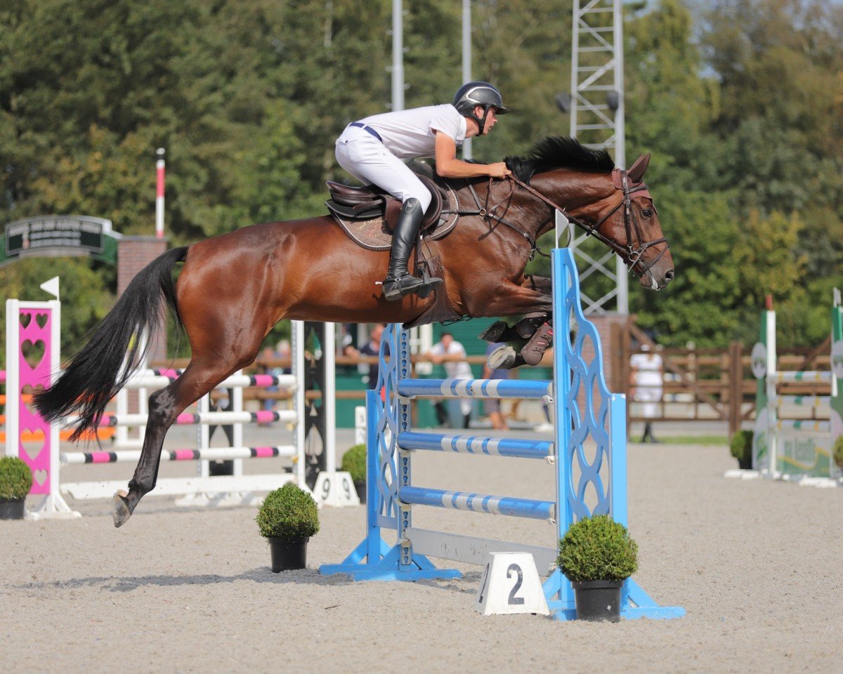 Springpferd Miconia Special (KWPN (Niederländisches Warmblut), 2017, von I'm Special de Muze)