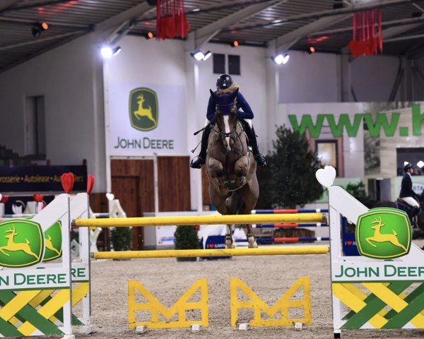 jumper Quinton Vom Ilum (Swiss Warmblood, 2013, from Quickly de Kreisker)