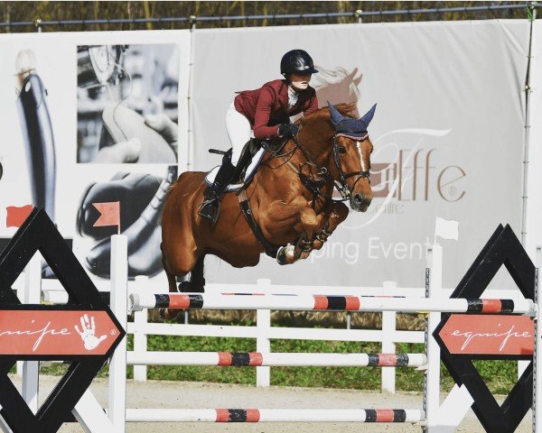 jumper Inessa Sol'Heure (Selle Français, 2018, from Helios de la Cour II)