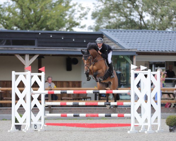 jumper Hawai Balia Nl (KWPN (Royal Dutch Sporthorse), 2012, from van Gogh)
