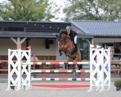 jumper Hawai Balia Nl (KWPN (Royal Dutch Sporthorse), 2012, from van Gogh)