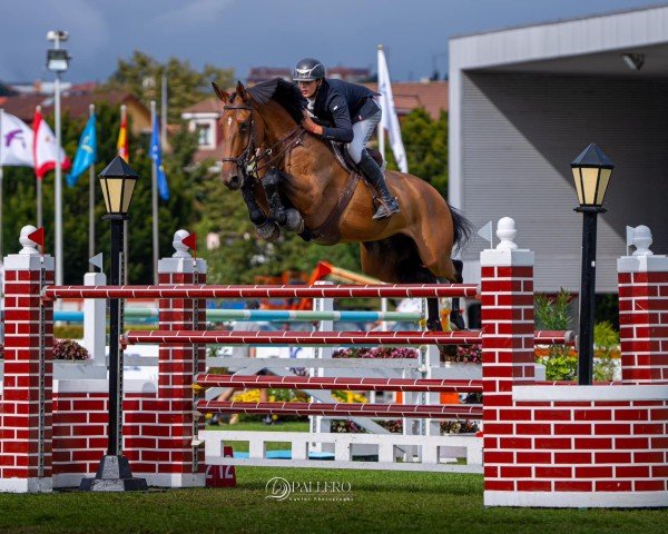 Zuchtstute Parfait vd Bisschop (Belgisches Warmblut, 2015, von Zazu)