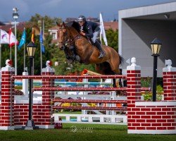 broodmare Parfait vd Bisschop (Belgian Warmblood, 2015, from Zazu)
