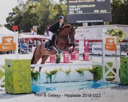 Springpferd Galaxy (KWPN (Niederländisches Warmblut), 2011)