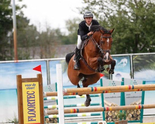 jumper Gow Gow (KWPN (Royal Dutch Sporthorse), 2011, from Carambole)