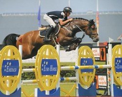 Cavallo da salto Chicanho (Holsteiner, 2014, di Casall Ask)