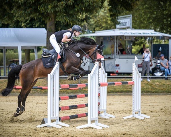 Zuchtstute Lehnsmanns Pennylane (Deutsches Reitpony, 2007, von Giorgio N)