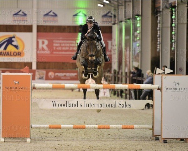 jumper Conthino (German Sport Horse, 2009, from Contendro I)