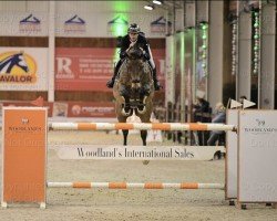 jumper Conthino (German Sport Horse, 2009, from Contendro I)