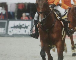 Zuchtstute Gucci (KWPN (Niederländisches Warmblut), 2011, von Chellthago Z)