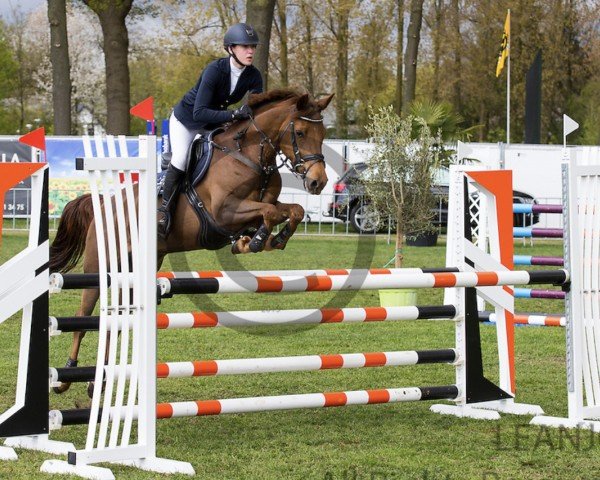 jumper Kailey van de Beekerheide (Nederlands Rijpaarden en Pony, 2006, from Kantje's Ronaldo)